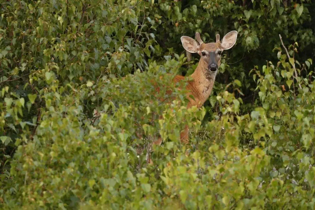 Deer leads the police on chase through New Jersey elementary school